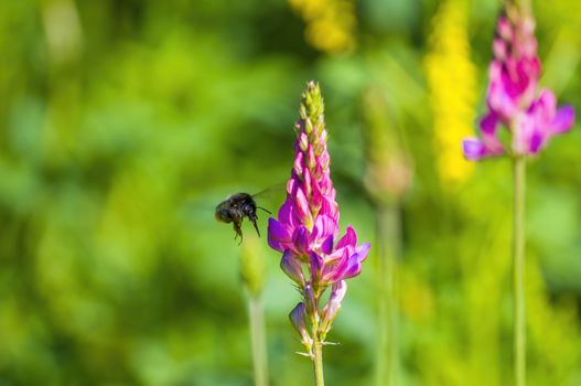 Little bee insect on a plant in the meadows
