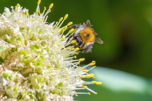 Little bee insect on a plant in the meadows