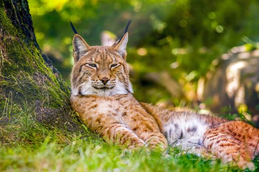 a wild lynx is hiding in the forests