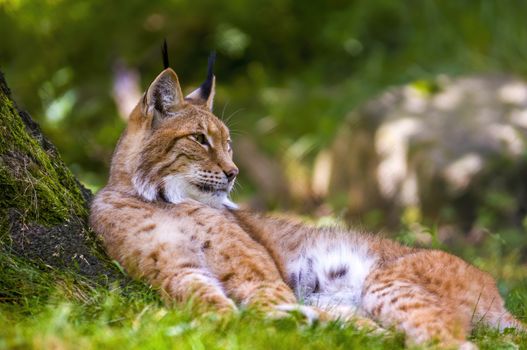 a wild lynx is hiding in the forests