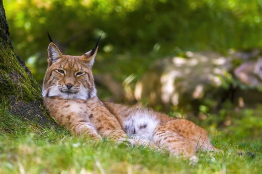 a wild lynx is hiding in the forests