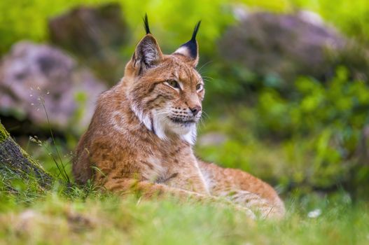 a wild lynx is hiding in the forests
