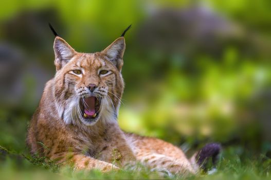 a wild lynx is hiding in the forests