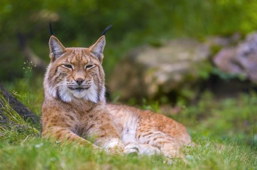 a wild lynx is hiding in the forests