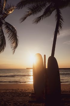 Surfboards beside coconut trees at summer beach with sunset light background.
