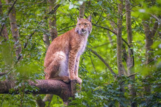 a wild lynx is hiding in the forests