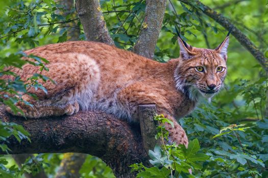 a wild lynx is hiding in the forests
