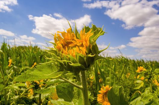 a Yellow blooming sunflower on the field