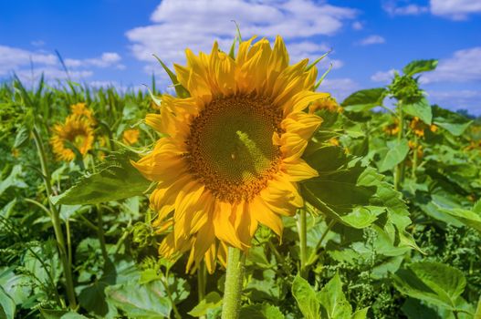 a Yellow blooming sunflower on the field