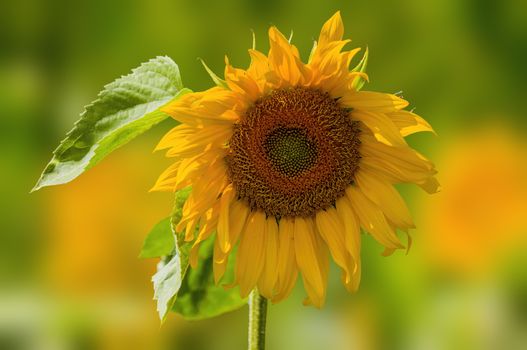 a Yellow blooming sunflower on the field