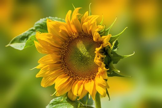 a Yellow blooming sunflower on the field