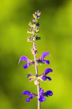 a soft bloom with purple color in my season garden