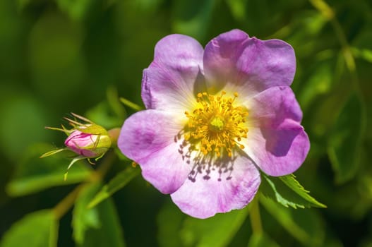 a soft bloom with pink color in my season garden