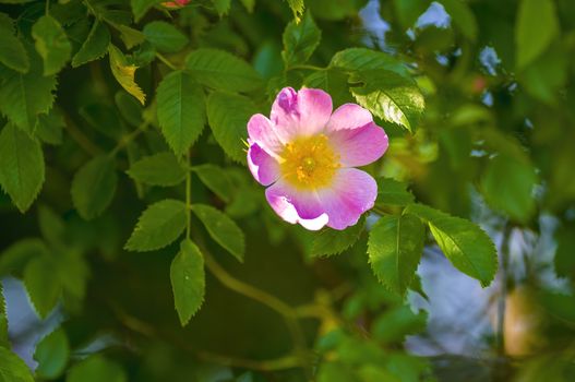 a soft bloom with pink color in my season garden