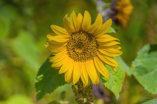 a Yellow blooming sunflower on the field