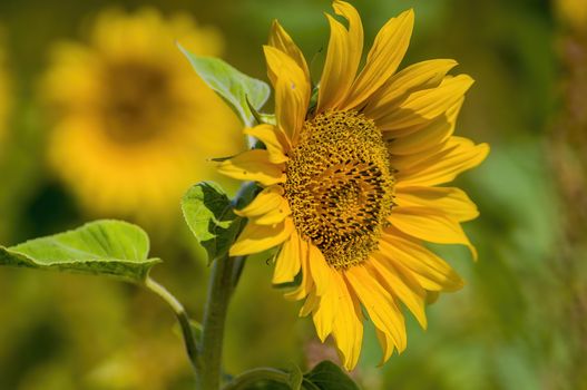 a Yellow blooming sunflower on the field