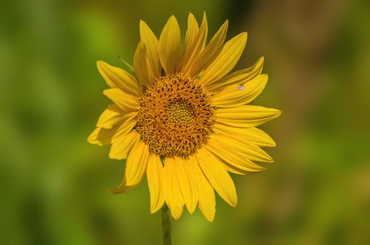 a Yellow blooming sunflower on the field