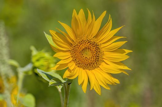 a Yellow blooming sunflower on the field