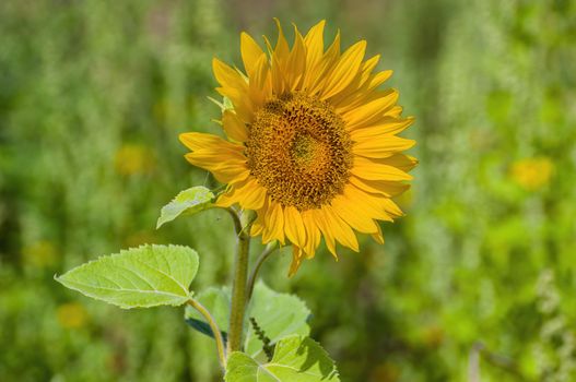 a Yellow blooming sunflower on the field