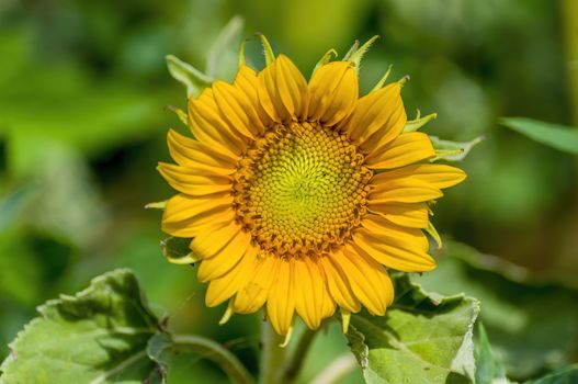 a Yellow blooming sunflower on the field