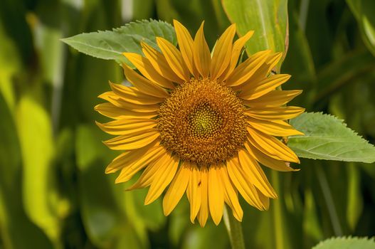 a Yellow blooming sunflower on the field