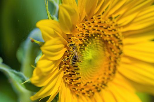 a Yellow blooming sunflower on the field