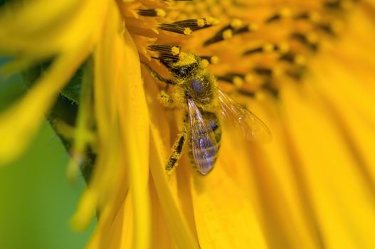 a Yellow blooming sunflower on the field