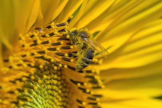 a Yellow blooming sunflower on the field