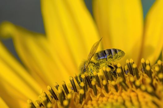 a Yellow blooming sunflower on the field