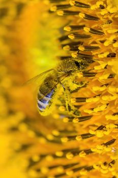a Yellow blooming sunflower on the field