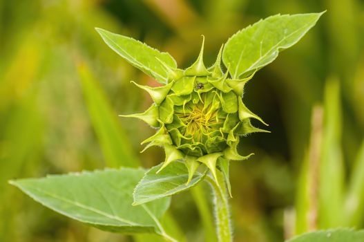 a Yellow blooming sunflower on the field