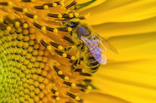 a Yellow blooming sunflower on the field