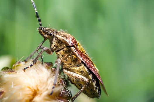 Beetle on green leaf in the season garden