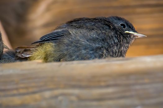redstart chicks are waiting for a mouthful