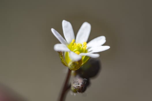 white flower blossom in the spring season