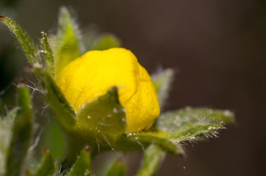 yellow blossom at sommer meadow