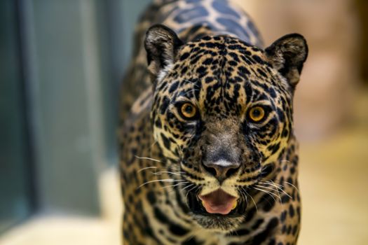 wild jaguar lurking for prey in the green jungle