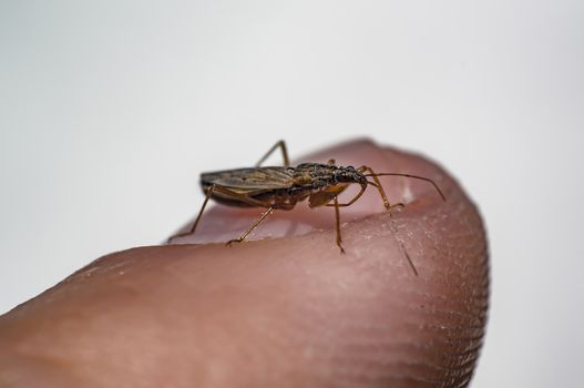 small insect on my finger in spring season