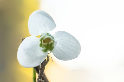 snow drop flower in my season garden
