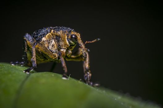 little weevil in my saison garden