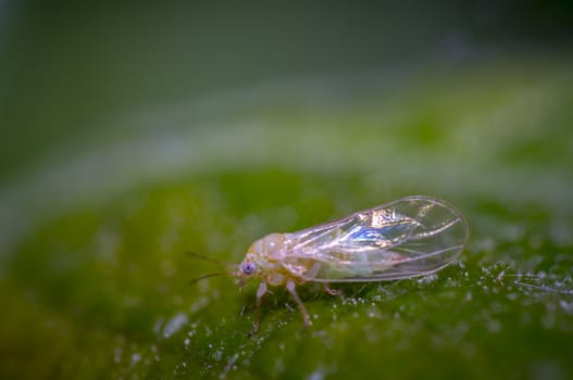 small cicada on green leaf in summer garden