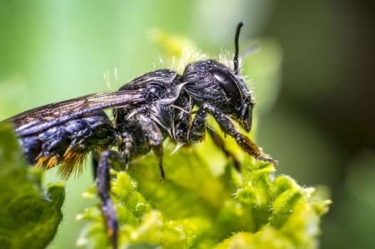 Wet bee after rescue and drying