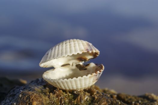 Two halves of a seashell hold together at the Baltic Sea beach