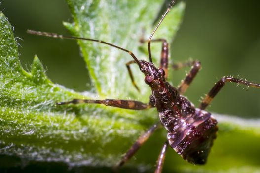 small larva of a bug on green nettle leaf in nature forest