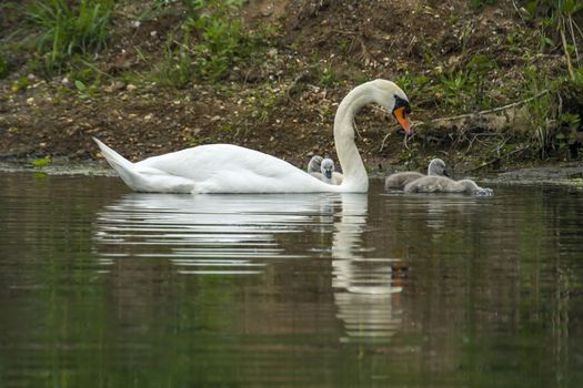 Swan family in nature reserve lake