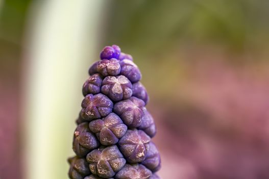 hyacinth flower blossom in the spring season