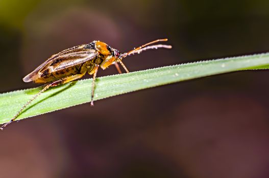 little bug on green herbs in summer forest meadow