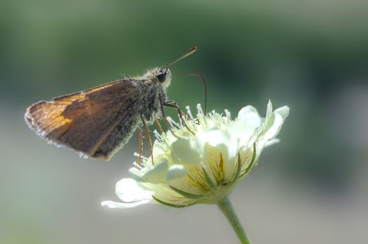beautiful colorful butterfly on colorful flowers blossom on spring meadow