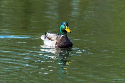 male mallard on the nature conservation lake
