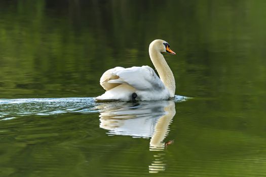 magnificent swan male on the nature protection lake